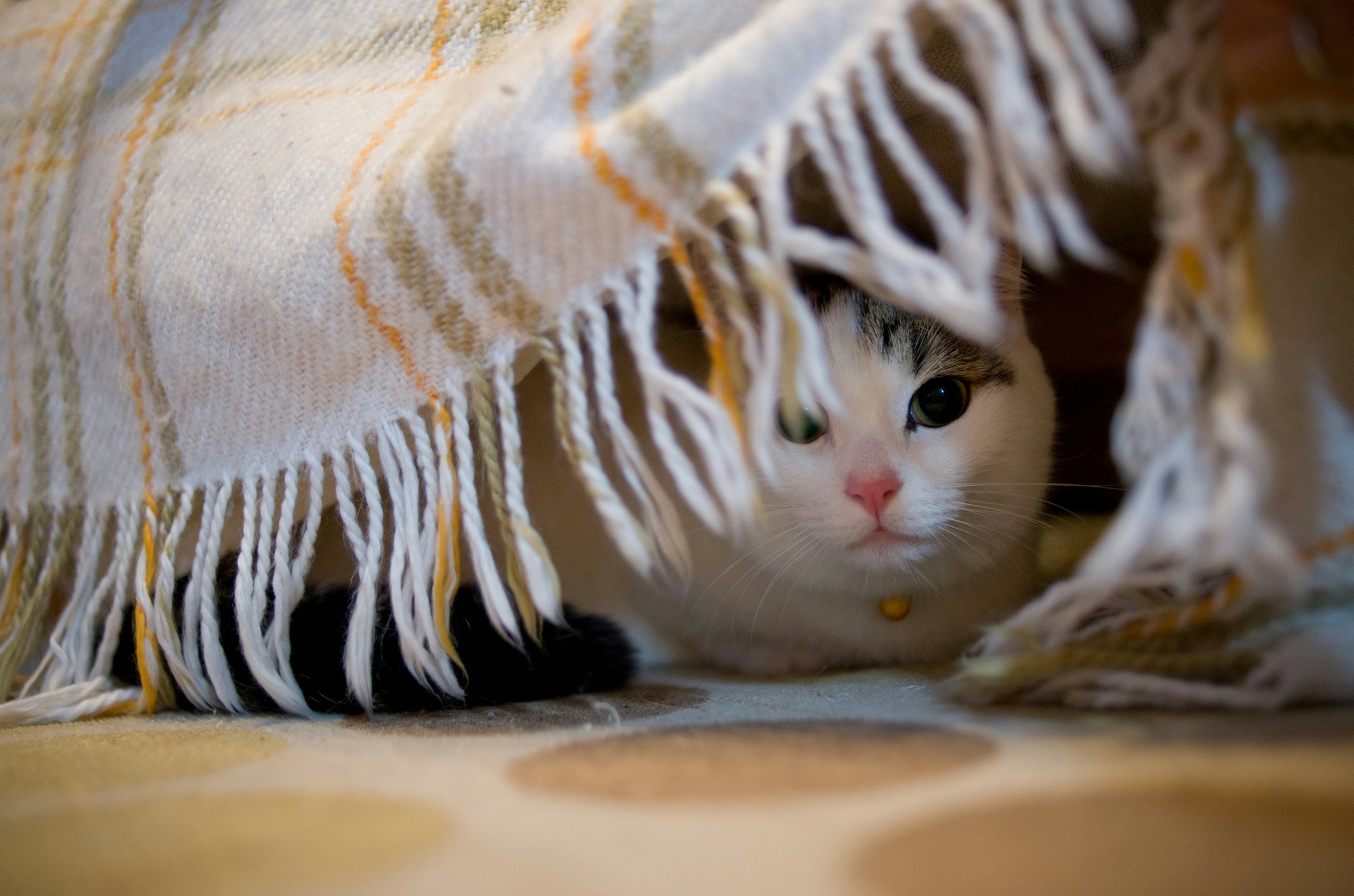 Why Is My Cat Hiding All The Time, & When Should I Worry?