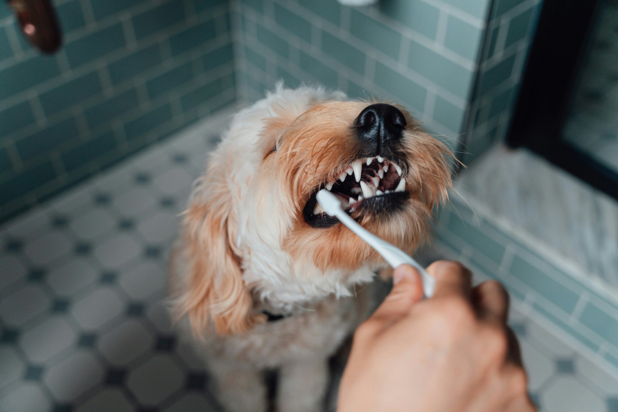 be-for-real-right-now:-do-i-actually-need-to-be-brushing-my-dog